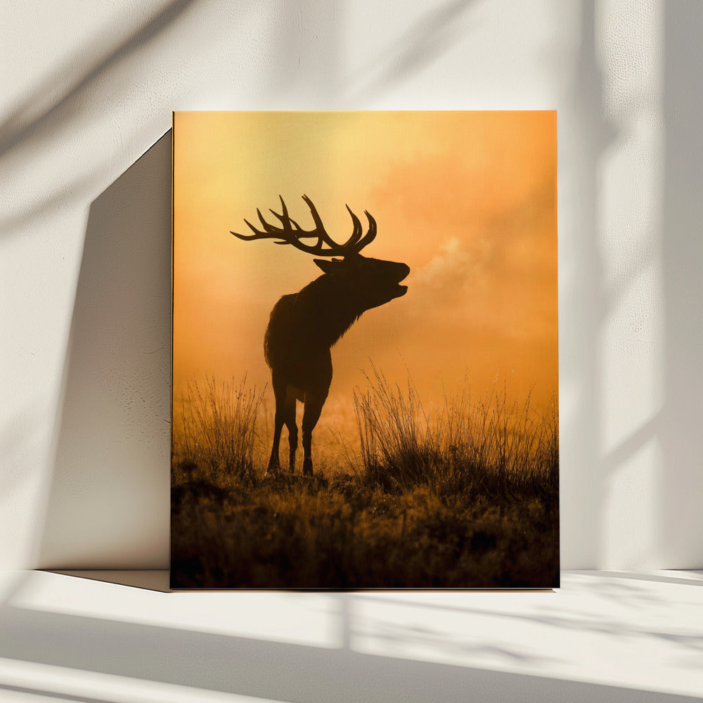 Morning call | Canvas