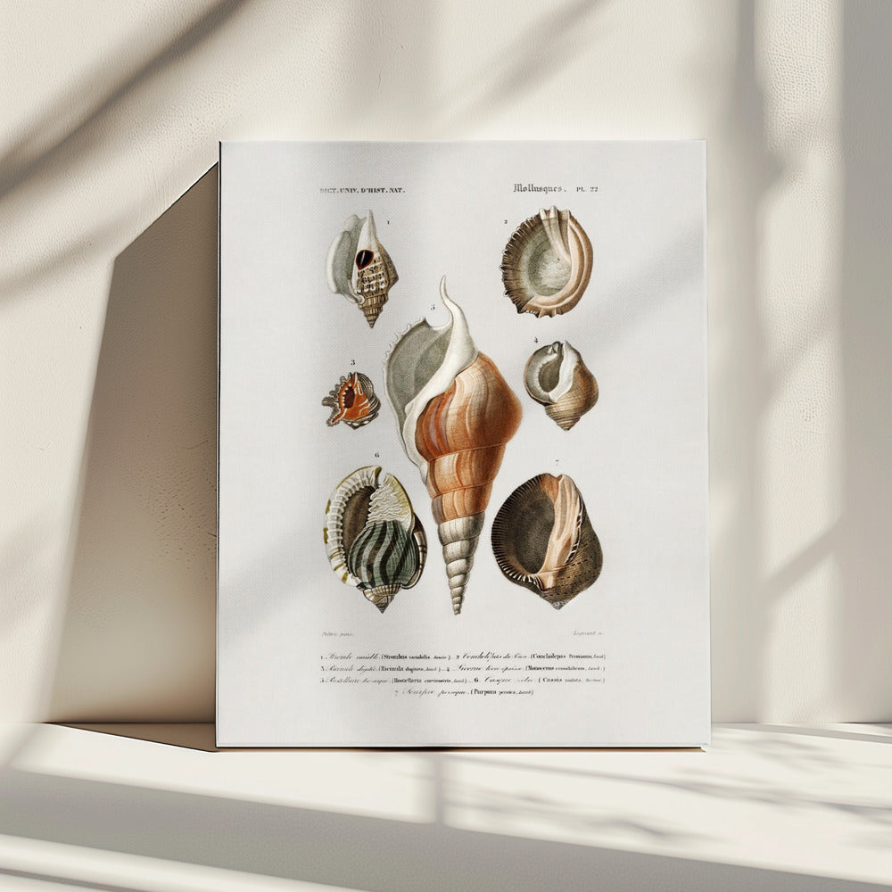 Different Types of Mollusks | Canvas