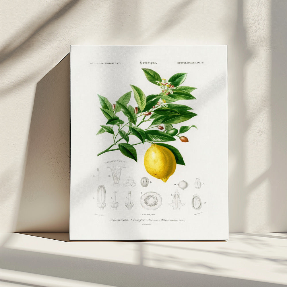 Lemon (citrus Limonium) | Canvas