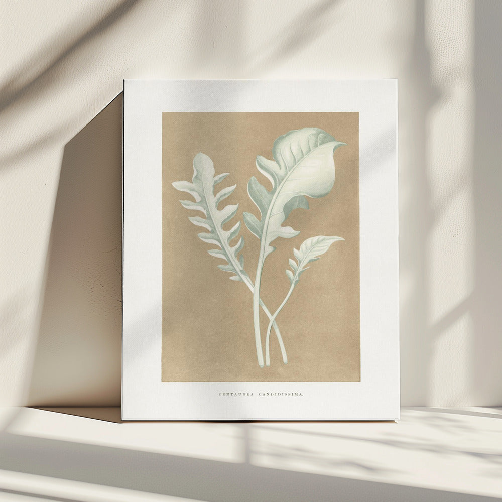 Centaurea Candidissima Blatt Illustration | Leinwand