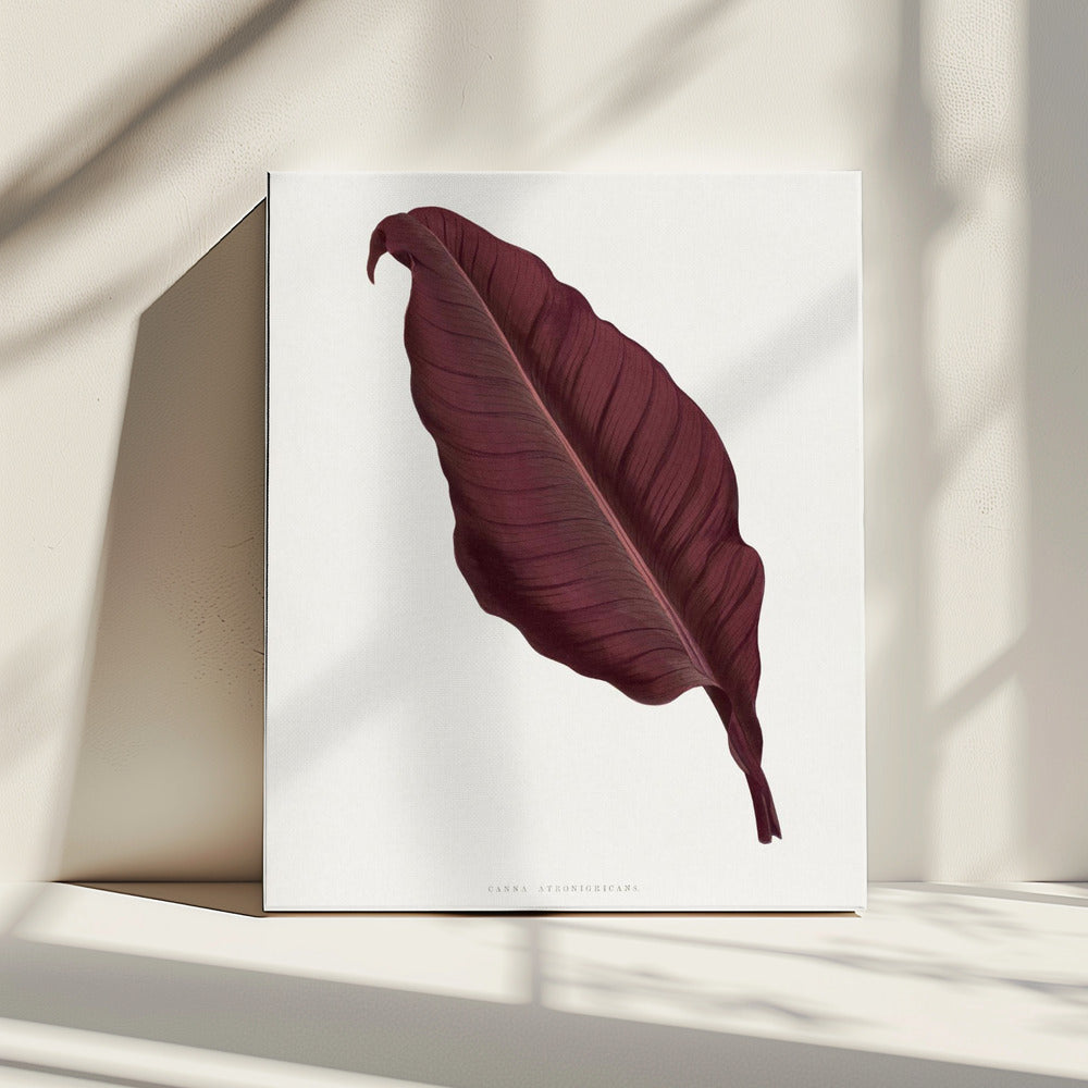 Rosa Canna Atronigricans Blatt Illustration | Leinwand
