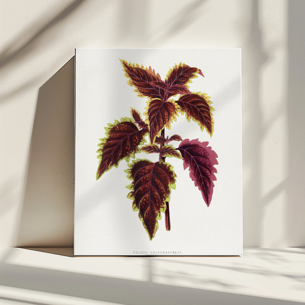Rosa Coleus Blatt Illustration | Leinwand