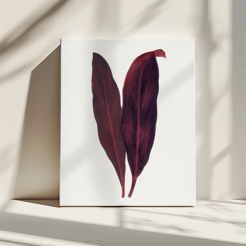Rosa Dracaena Ferrea Blatt Illustration | Leinwand