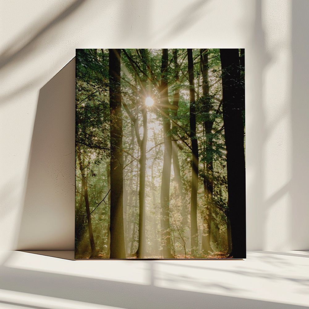 Sunbeams through the forest | Canvas