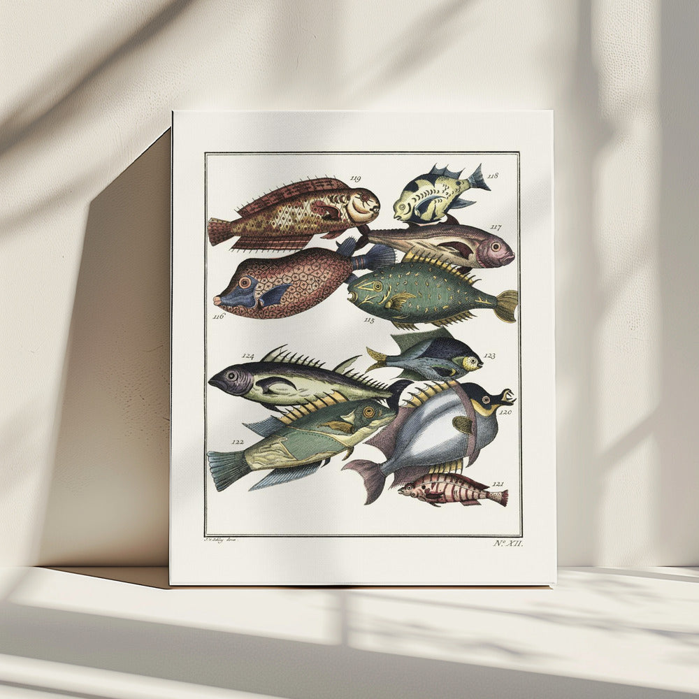 Exotischer Fisch (1767) von JV Schley | Leinwand