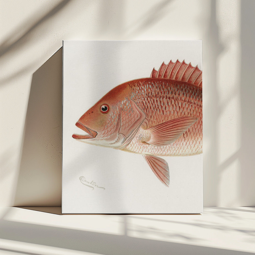 Red Snapper | Canvas