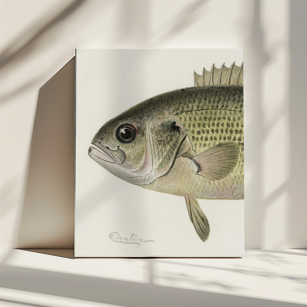 Rock Bass Crop | Leinwand