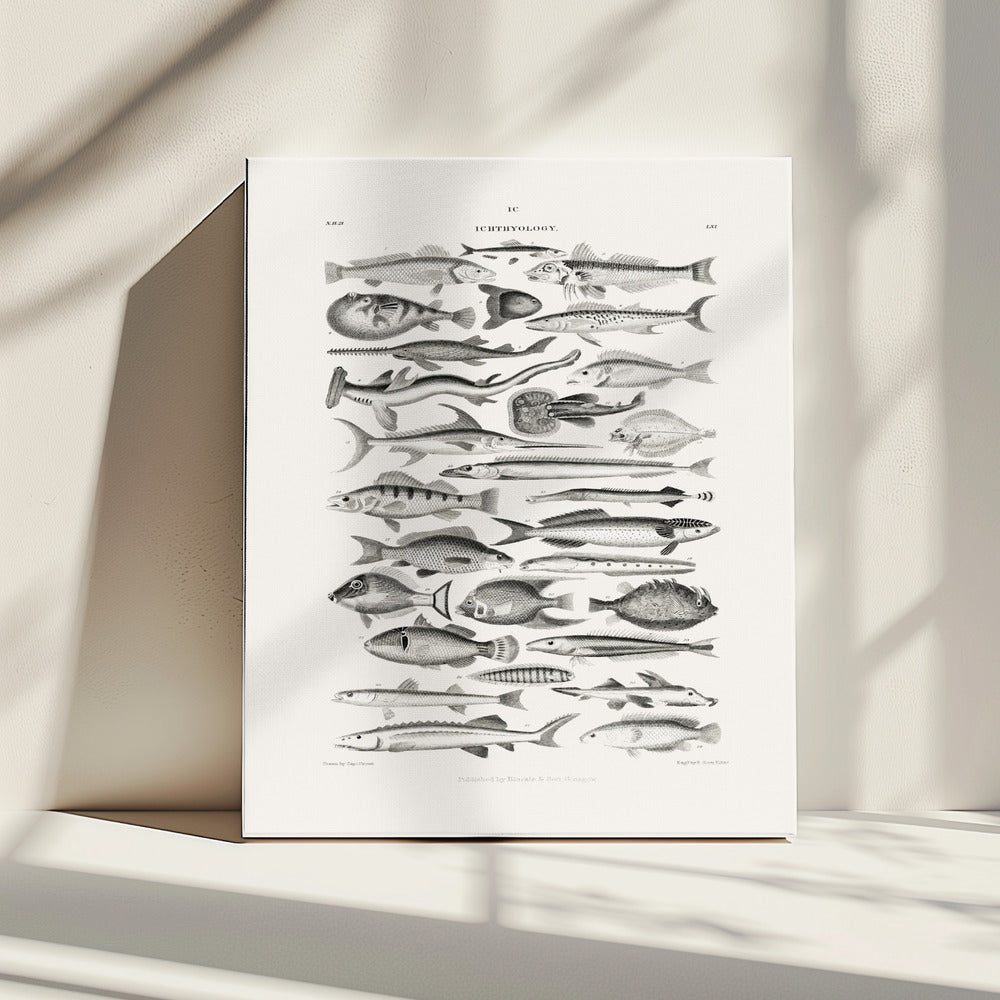 Sealife I | Canvas