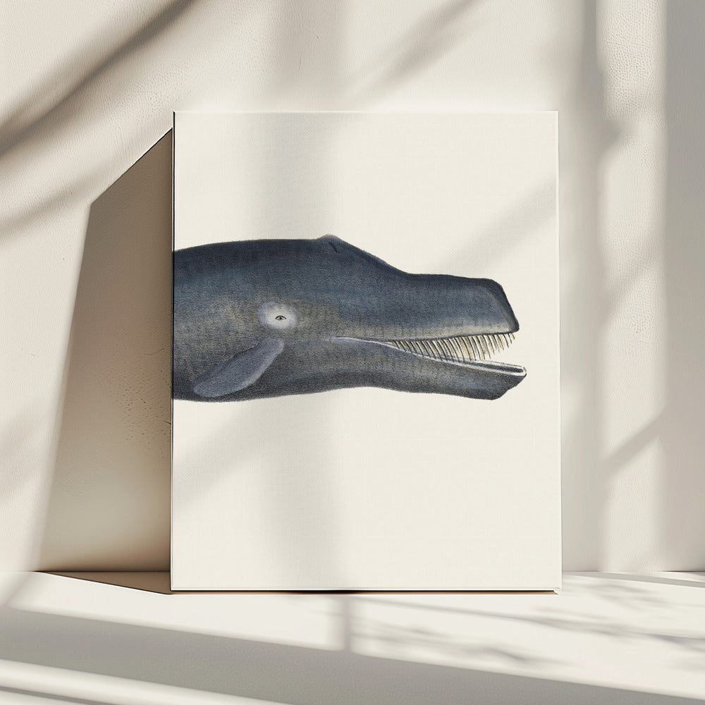 Whale I Tight Crop Handcolored Sealife Lithograph 1824 | Canvas
