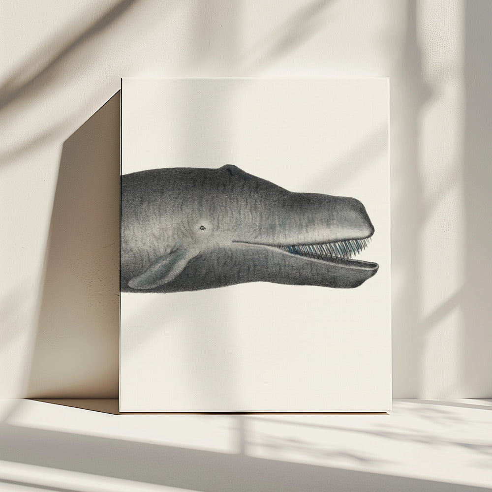 Whale Ii Tight Crop Handcolored Sealife Lithograph 1824 | Canvas