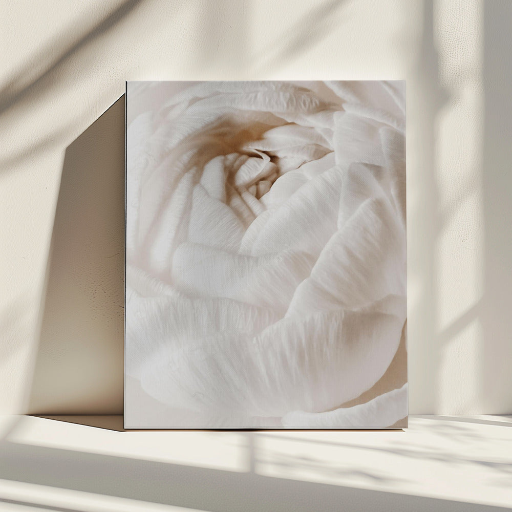 Buttercup | Canvas