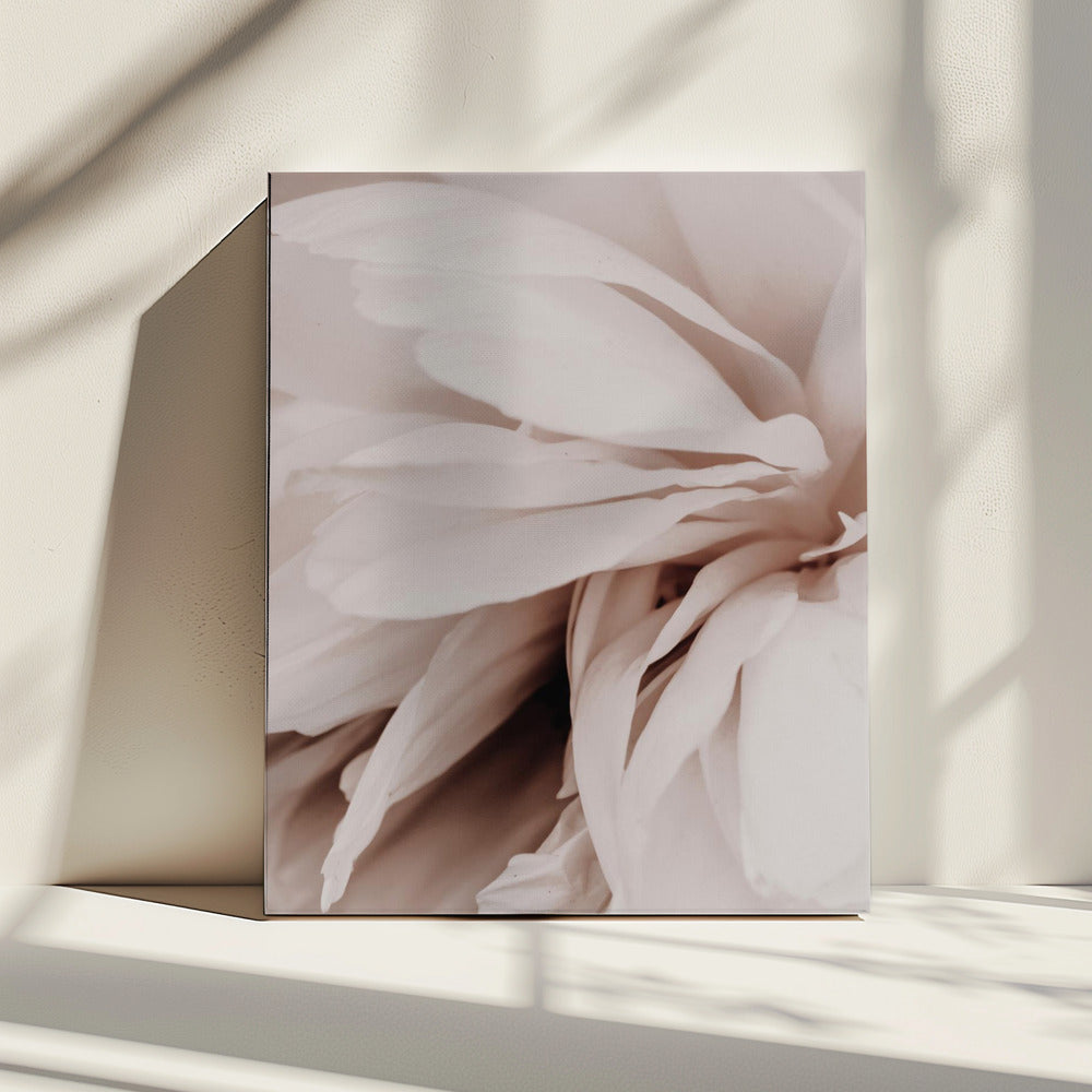 Peony | Canvas