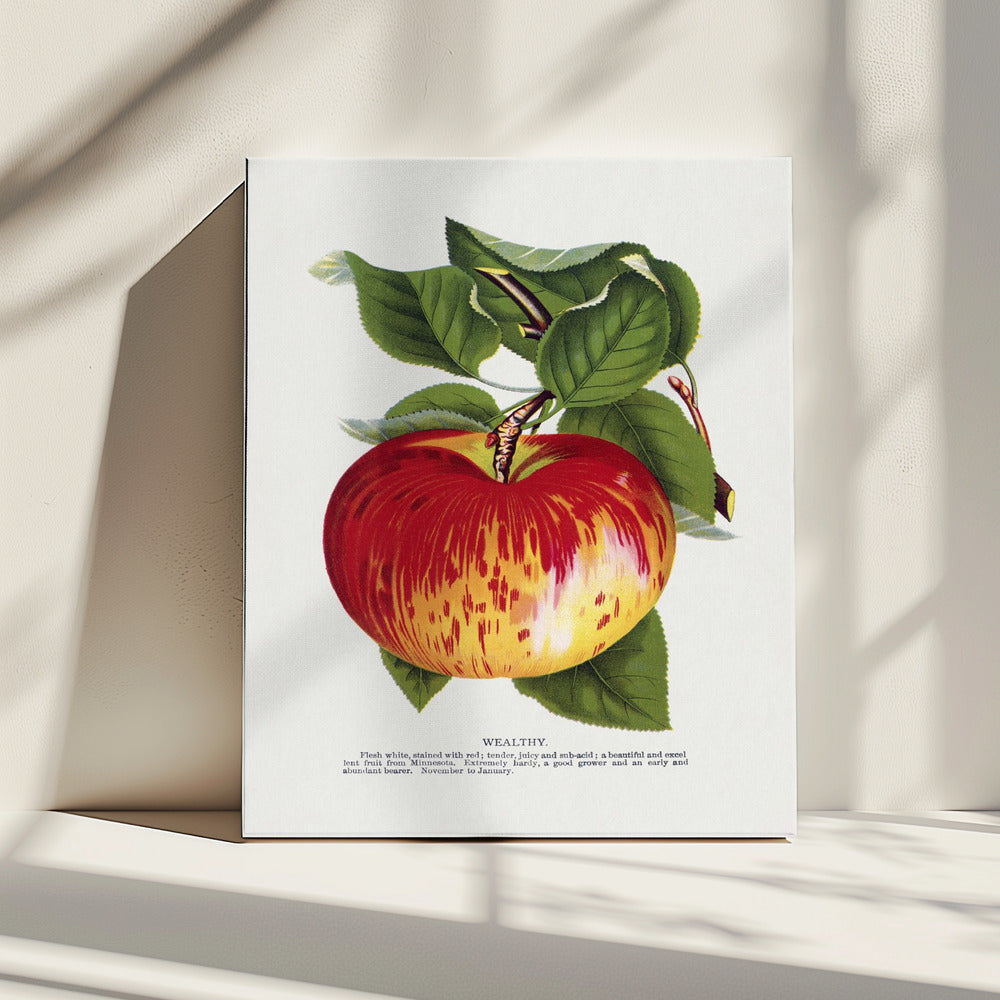 Lithografie „Wealth Apple“ | Leinwand