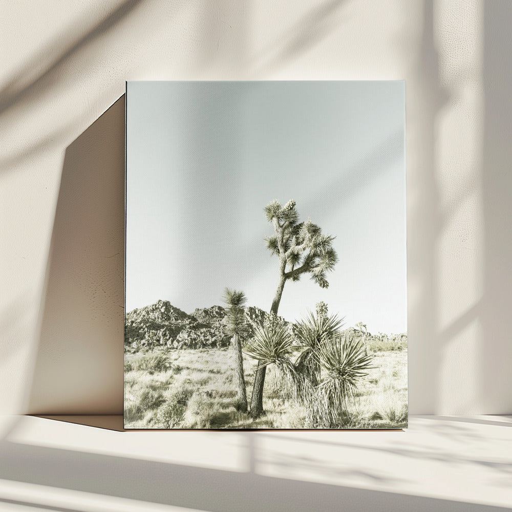 Joshua Tree Nationalpark Vintage Impression | Leinwand