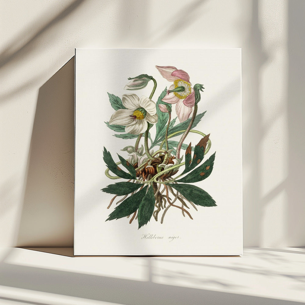 Christmas Rose (helleborus Niger) Medical Botany | Canvas