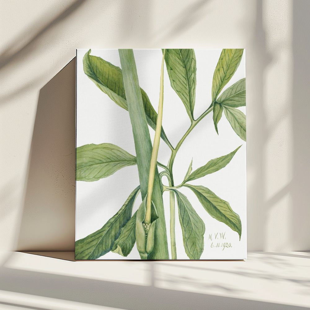 Greendragon (1920) | Canvas
