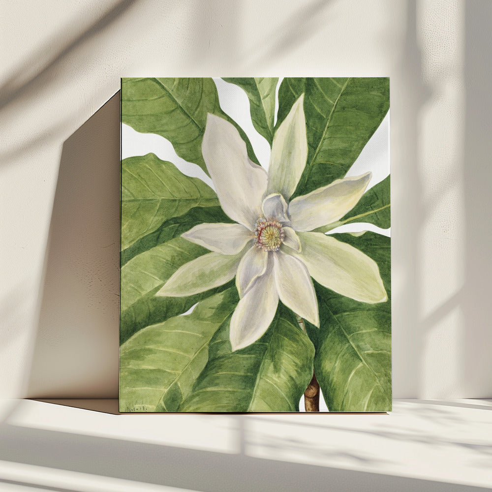 Umbrella Tree (1932) | Canvas