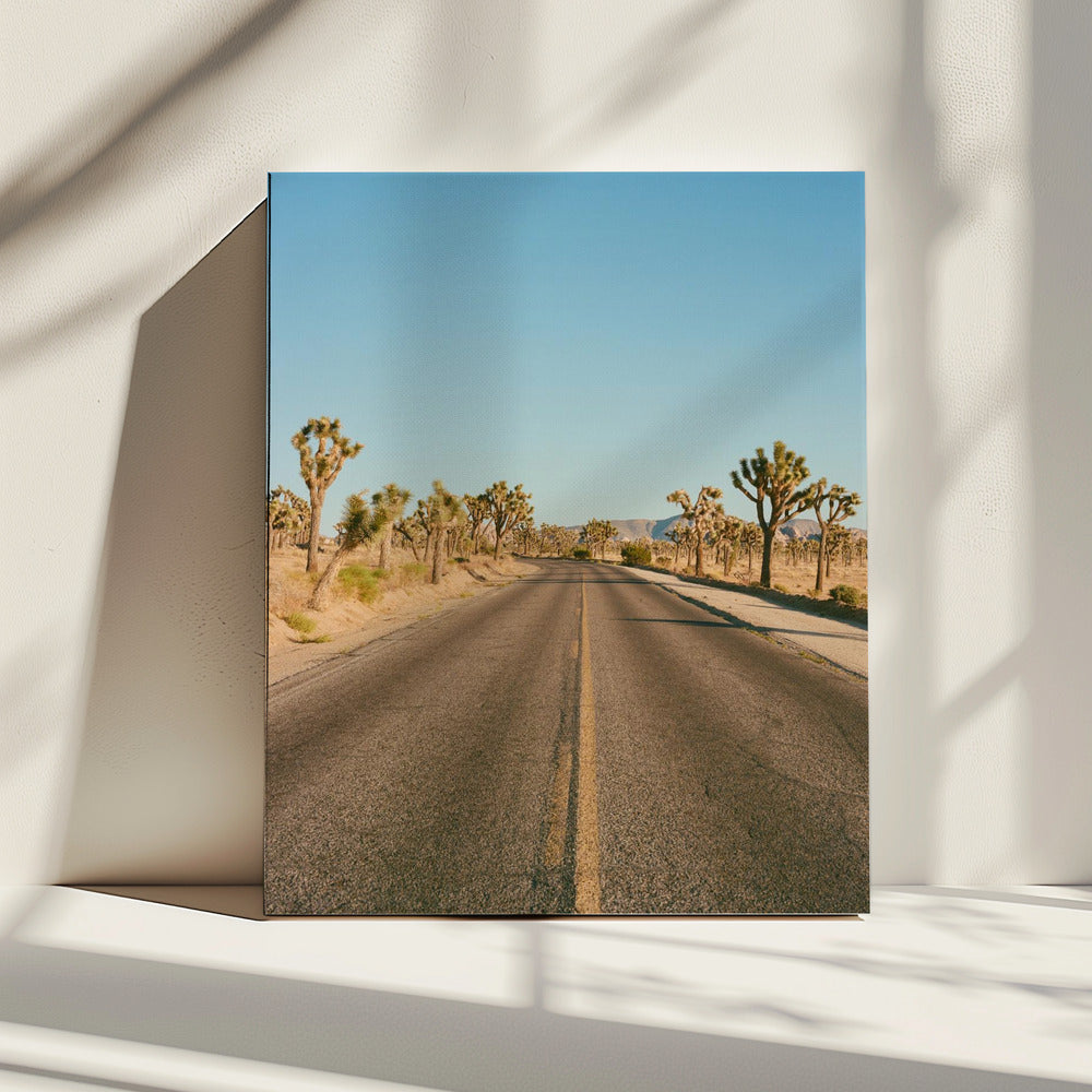 Joshua Tree Road II | Leinwand