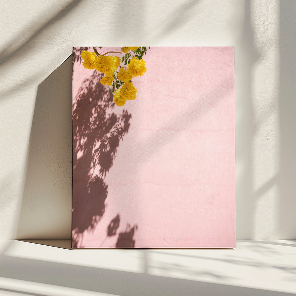 Gelb und Pink | Oaxaca, Mexiko | Leinwand
