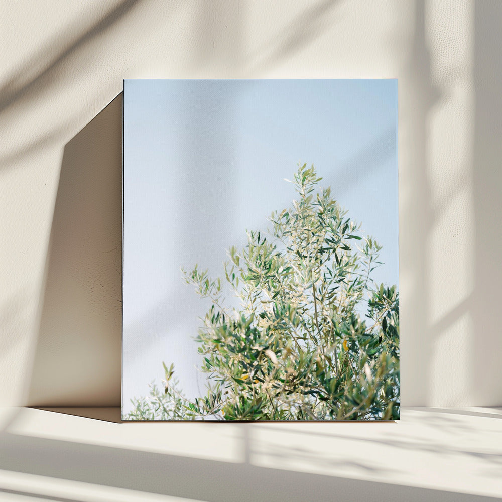 Oliven in Ostuni | Italien Reisefotografie | Leinwand