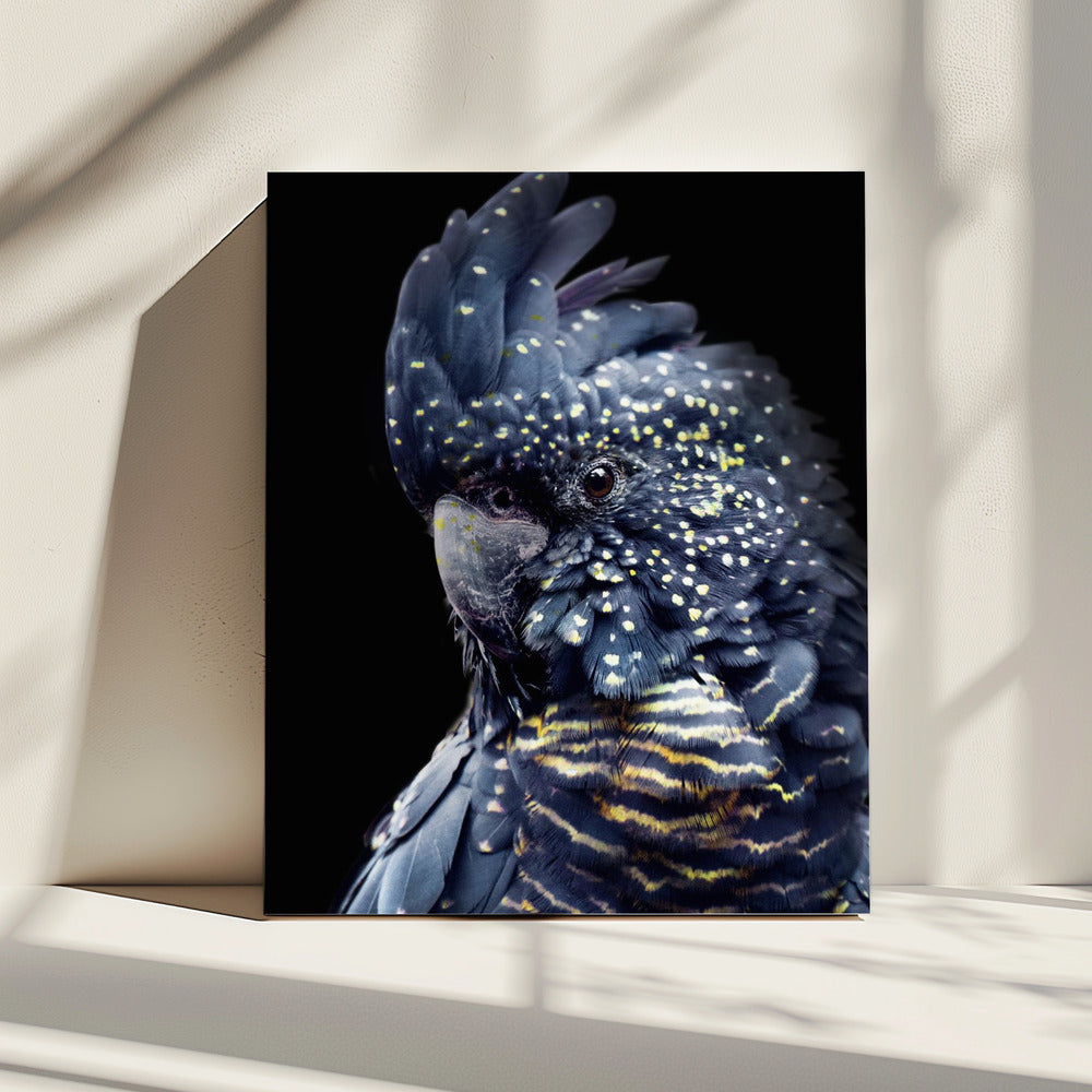Blackcockatoo2 | Leinwand