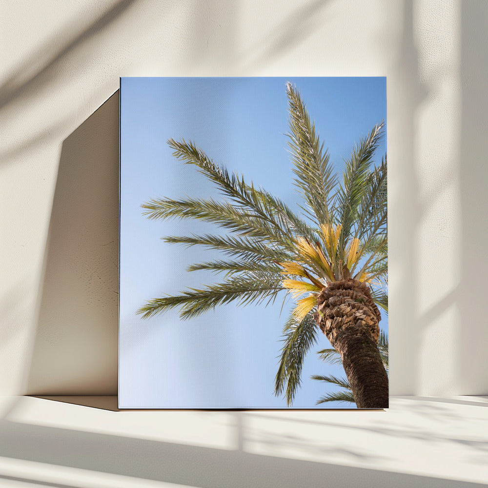 Vejer de La Frontera Palme | Leinwand