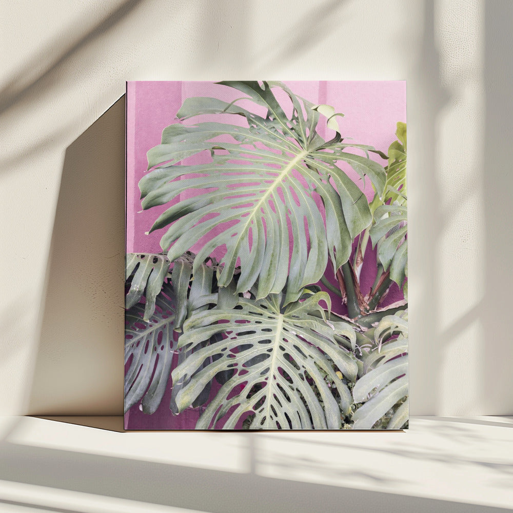 Monstera-Blatt La Muralla | Leinwand