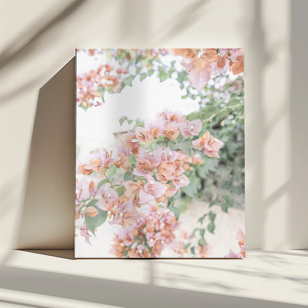 Pfirsichfarbene Bougainvillea | Leinwand