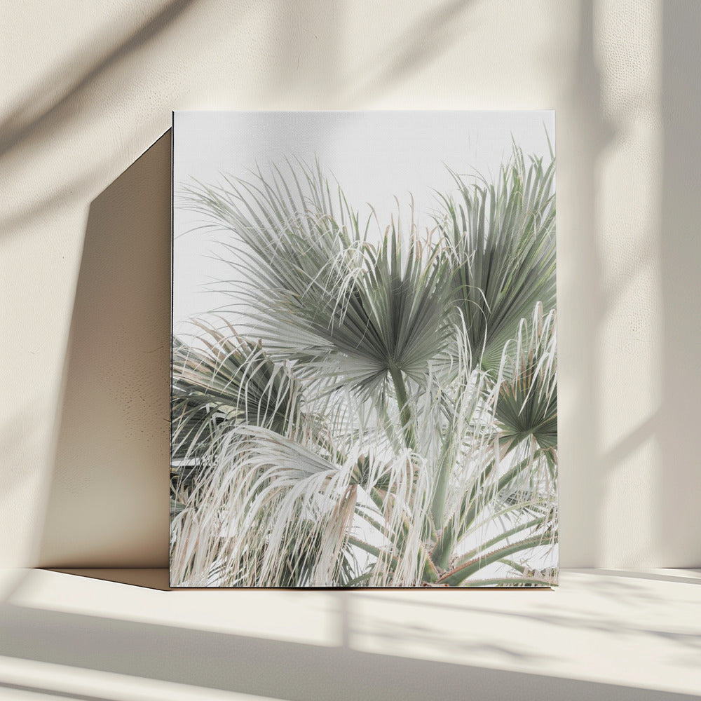Palmblatt | Leinwand