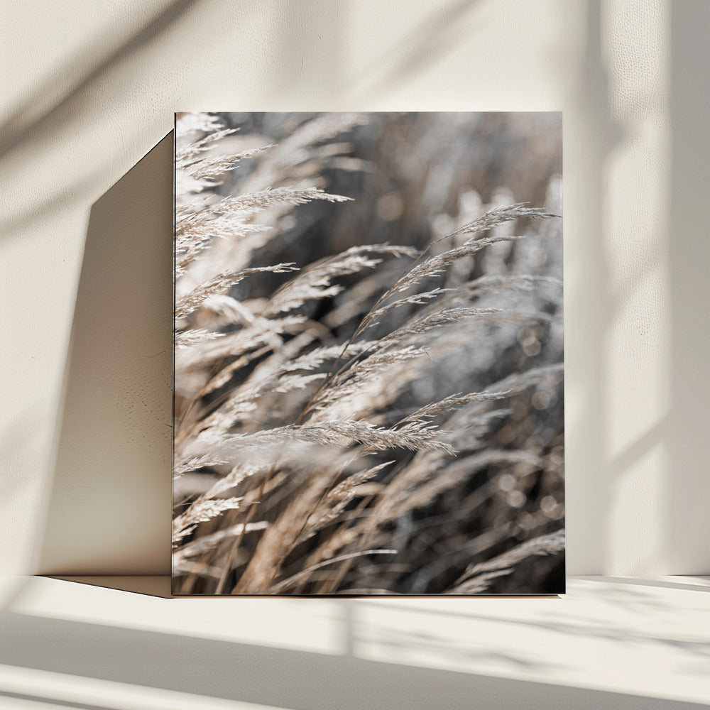 Gras 28 | Leinwand