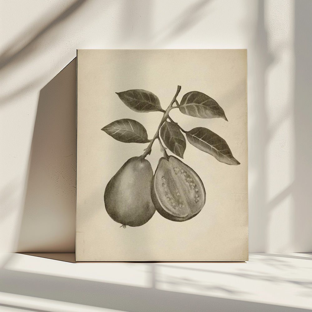 Vintage-Obst | Leinwand