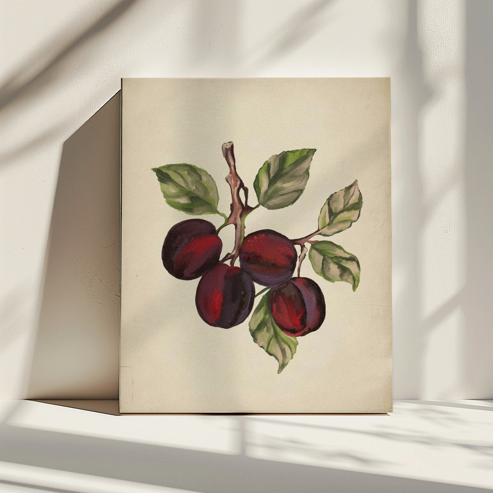 Vintage-Obstsammlung | Leinwand