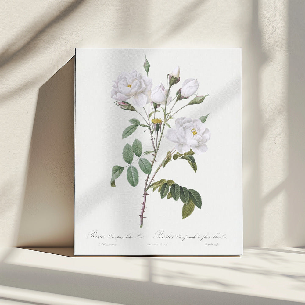 Rosa Gallica Pontiana, Les Roses (1817–1824) | Leinwand