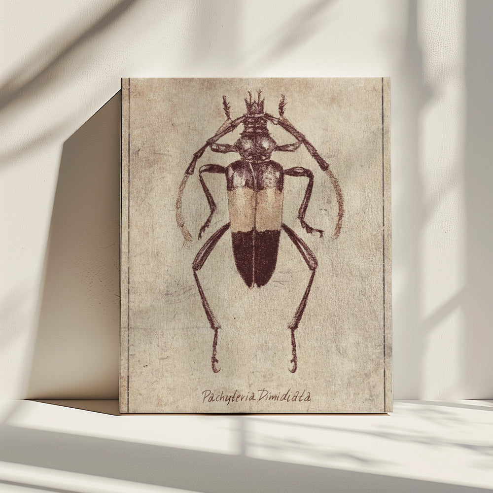 Vintage Insektenskizze | Leinwand