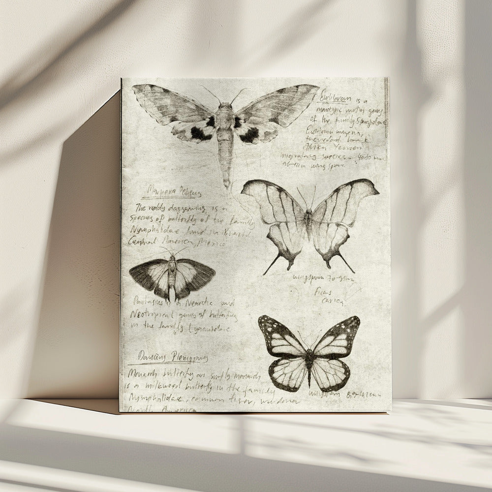 Schmetterlingsillustrationen | Leinwand