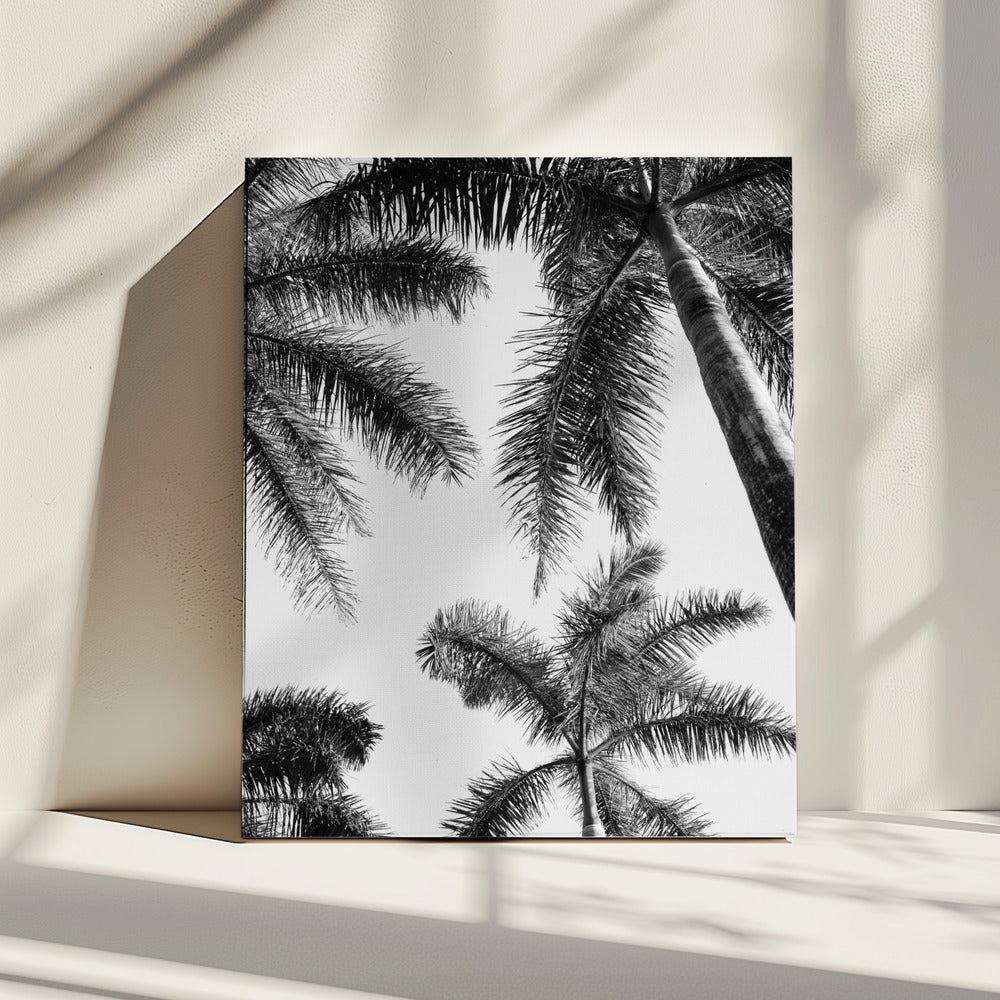 Schwarz-Weiß-Palme | Leinwand