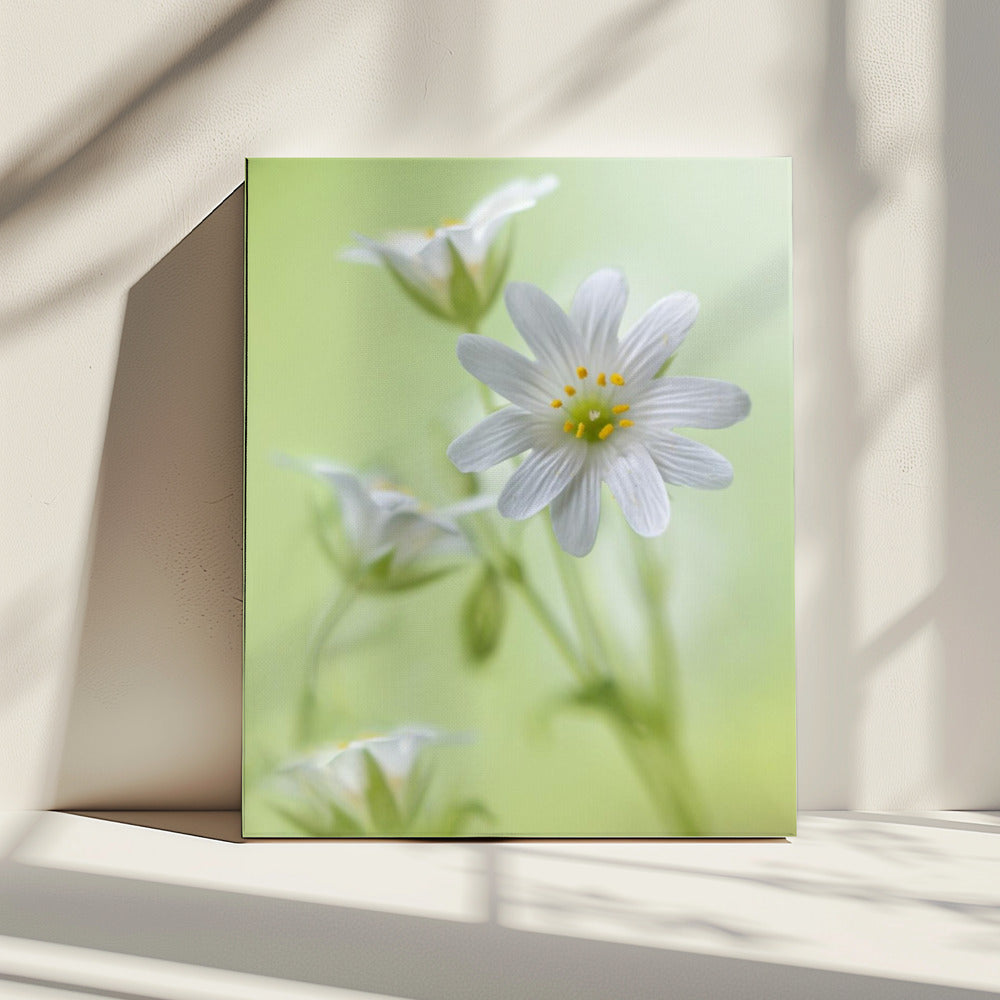 Frühlingsglanz | Leinwand