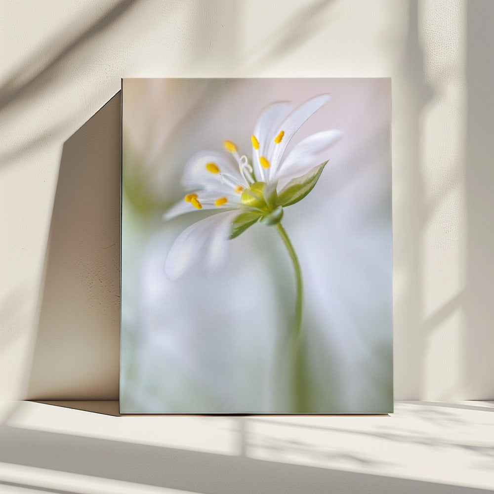 Sternmiere weich | Leinwand