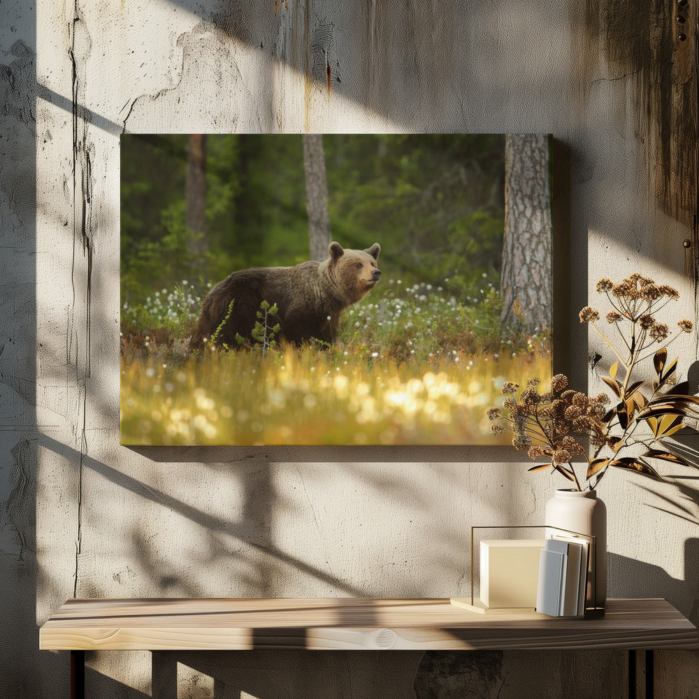 Brown Bear | Canvas
