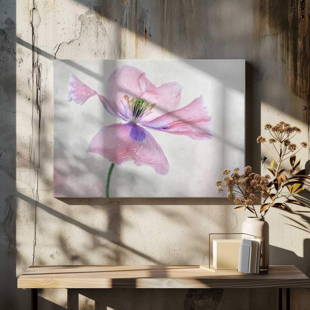 Pastellmohn | Leinwand