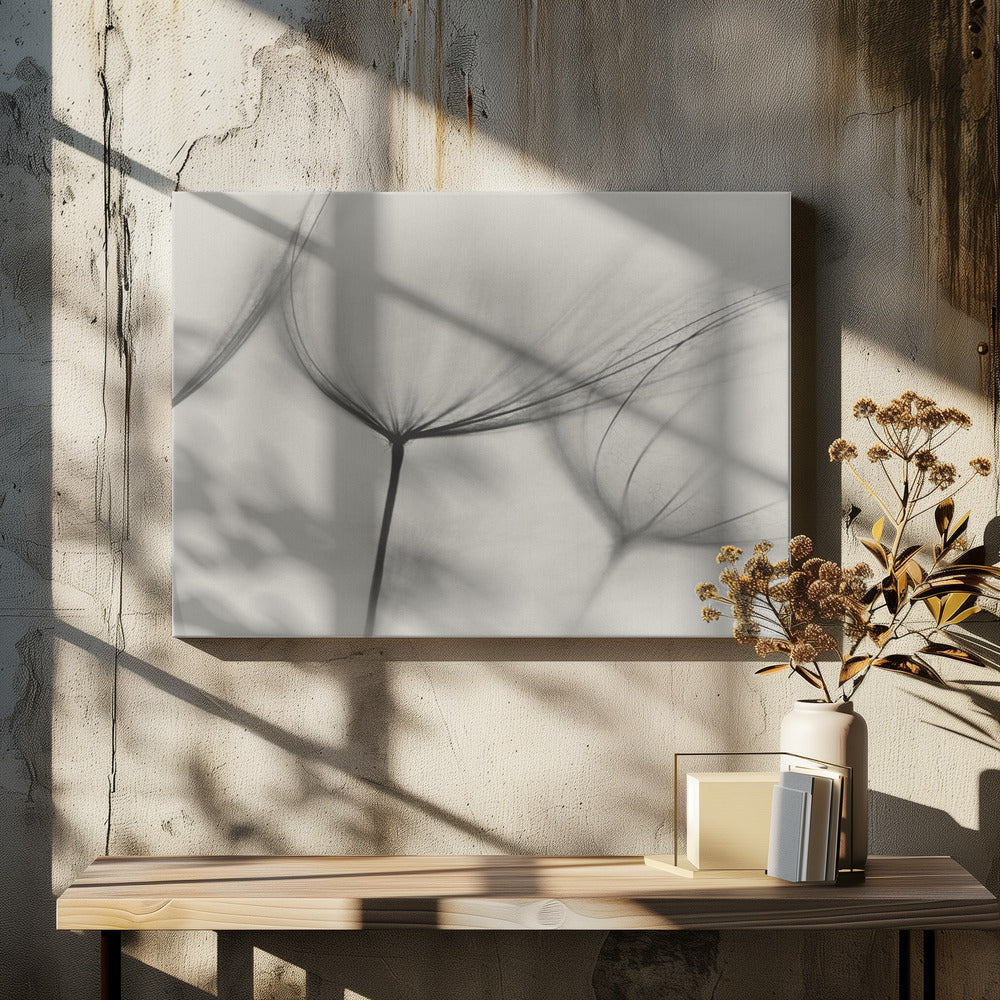 Tragopogon | Canvas