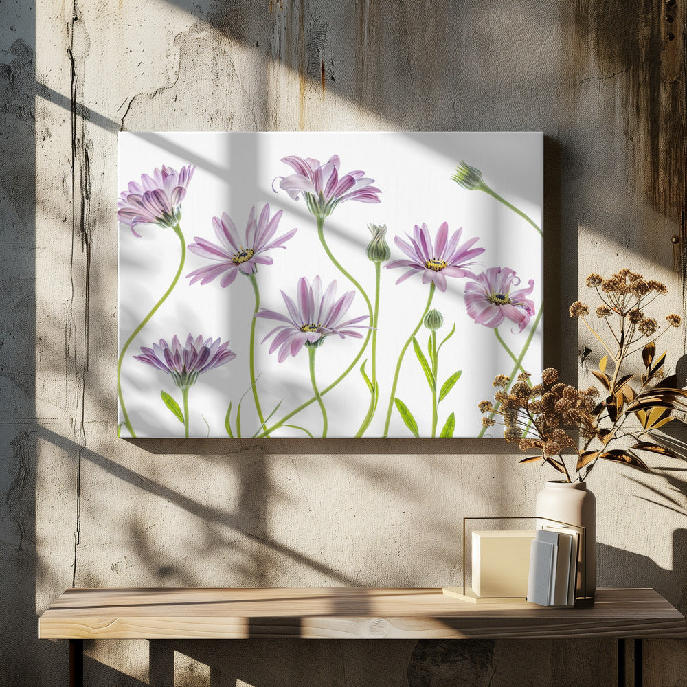 Cape Daisies | Leinwand