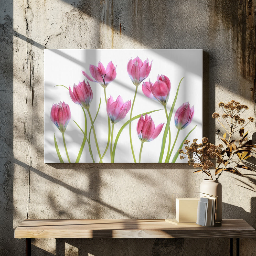 Tulpen-Rouge | Leinwand