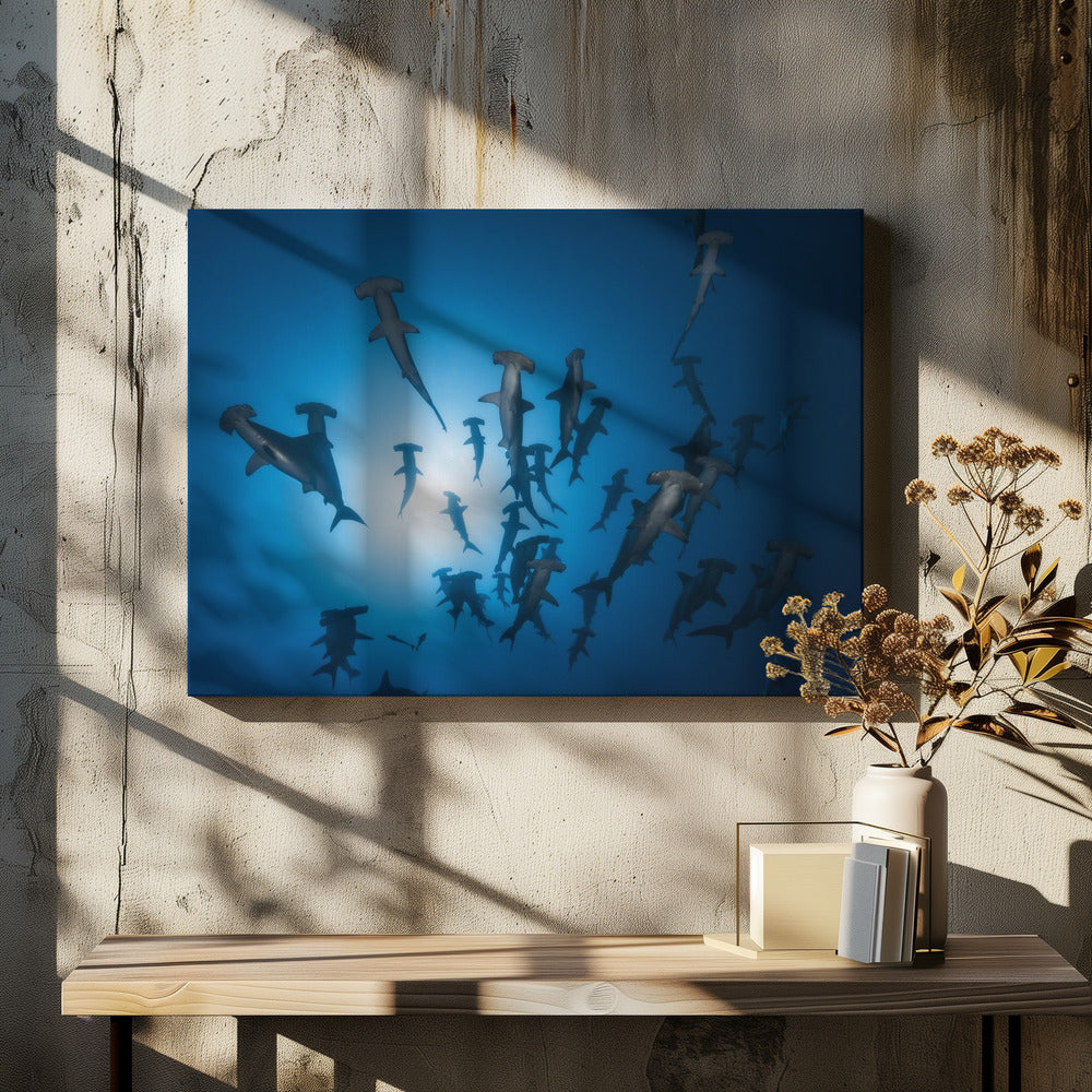 Hammerhai - Unterwasserfotografie | Leinwand