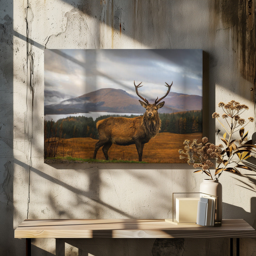 Schottischer Hirsch | Leinwand