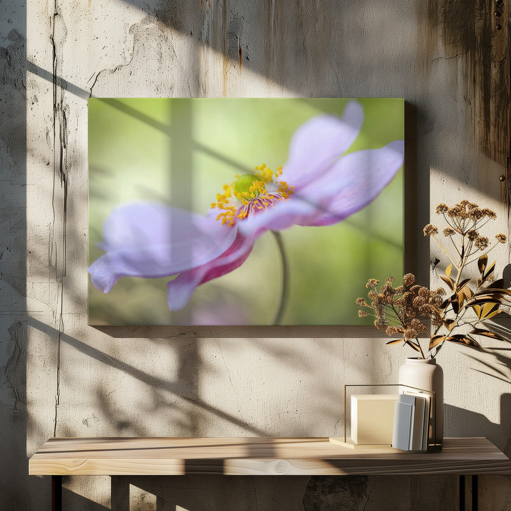 Japanische Anemone | Leinwand