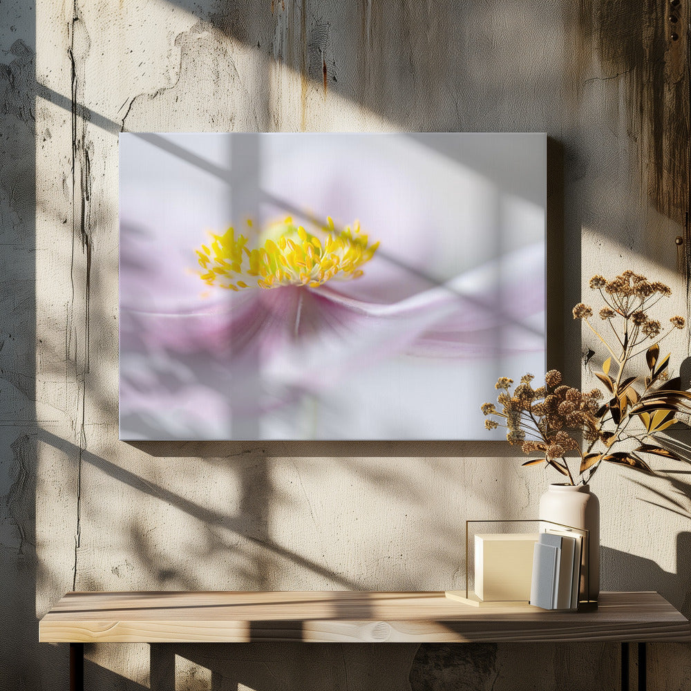 Anemone | Leinwand