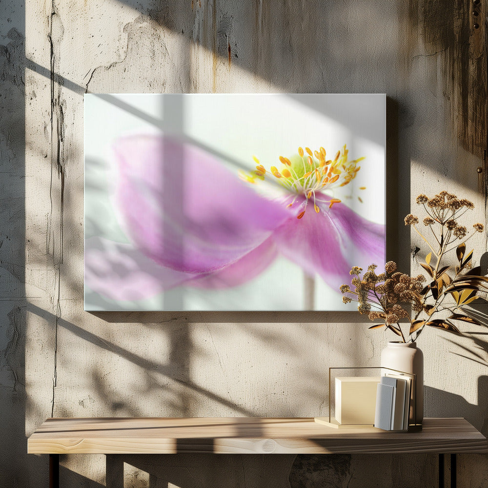 Anemone | Leinwand