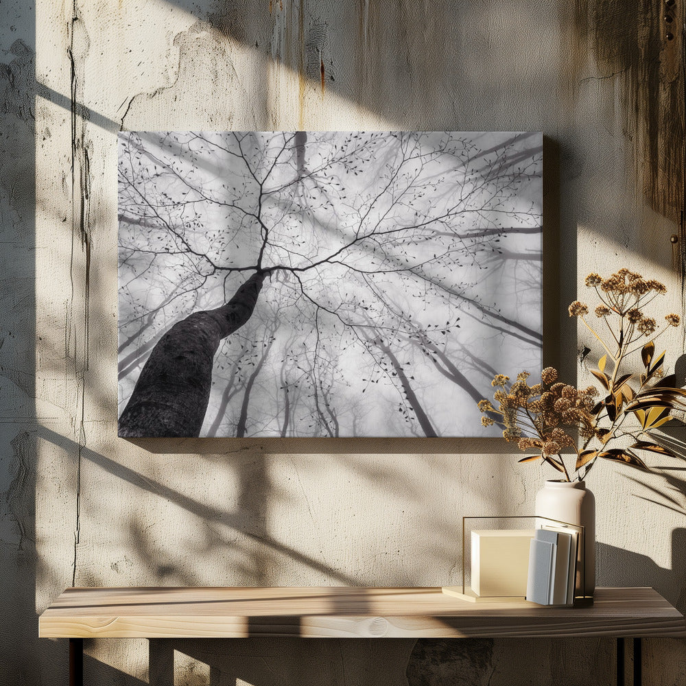 Ein Blick in die Baumkrone | Leinwand
