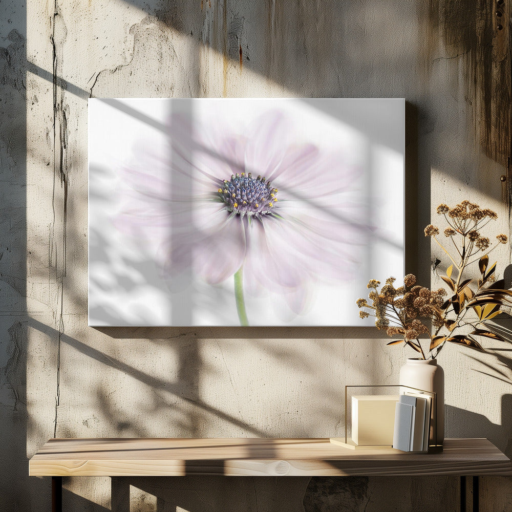 Cape Daisy | Leinwand